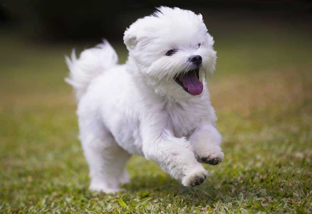 Cani più belli/più carini - Cucciolo maltese che corre sull'erba