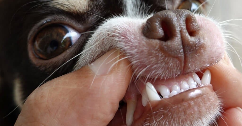 DENTI DI CHIHUAHUA - Un veterinario che mostra i denti