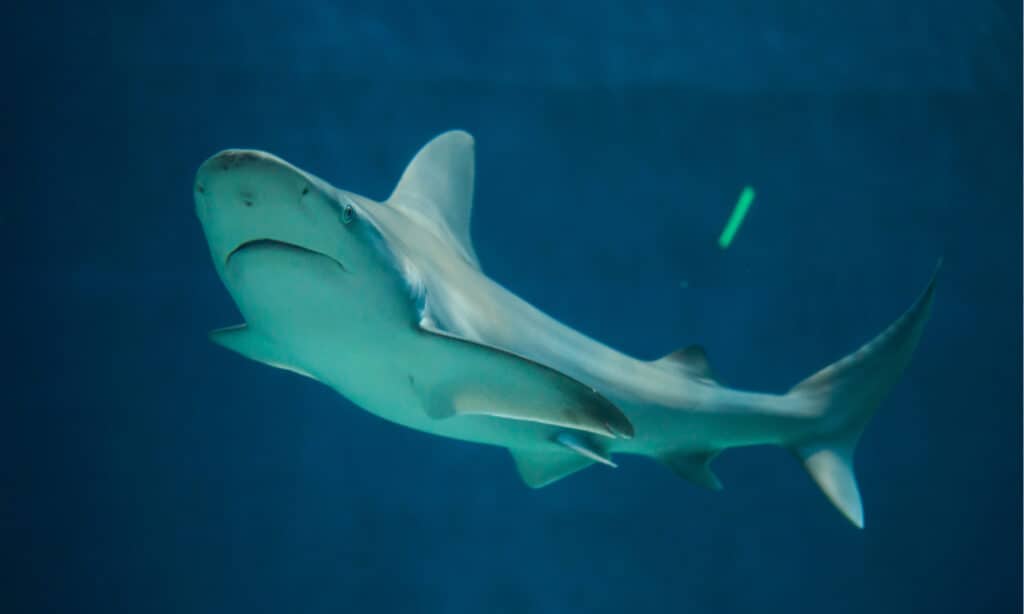 Squalo grigio (Carcharhinus plumbeus)