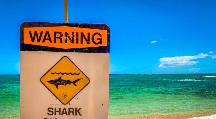 Perché ci sono così tanti attacchi di squali al largo di Long Island in questo momento?
