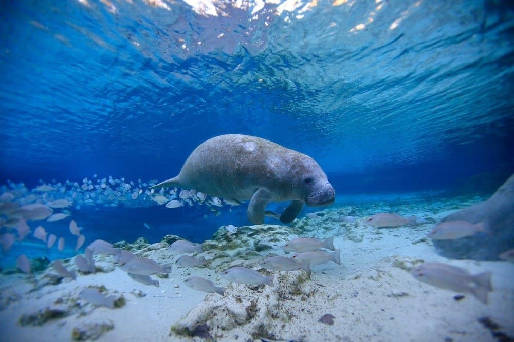 Manatee, Crystal River, Florida, Stati Uniti