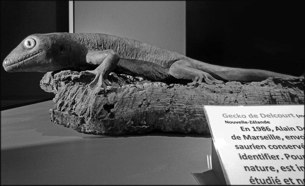 Rettili estinti: il geco gigante di Delcourt