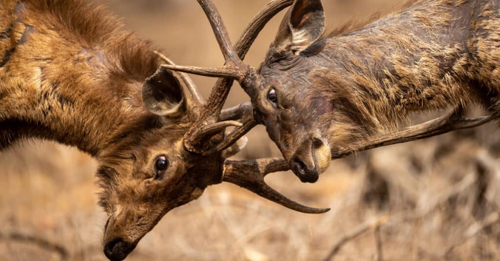 Due cervi Sambar maschi arrabbiati completamente adulti che combattono con i loro grandi palchi lunghi e grandi che mostrano il dominio al parco nazionale di Ranthambore o alla riserva della tigre, India.