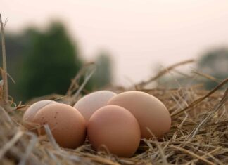  Cosa fa sì che le galline depongano uova di forma strana?  Quali sono i rischi?
