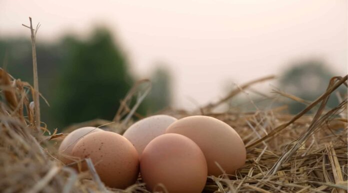  Cosa fa sì che le galline depongano uova di forma strana?  Quali sono i rischi?
