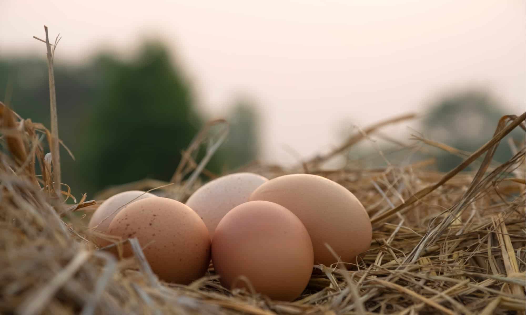 uova di gallina in un nido all'aperto