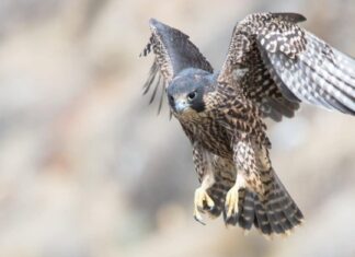 8 Falcons in Texas: immagini e guida all'identificazione
