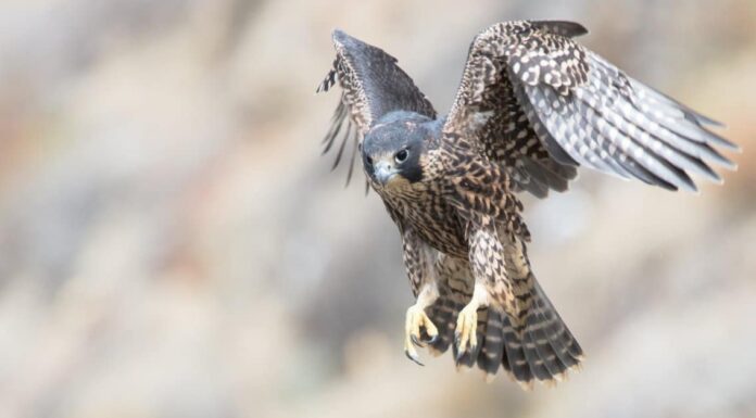 8 Falcons in Texas: immagini e guida all'identificazione
