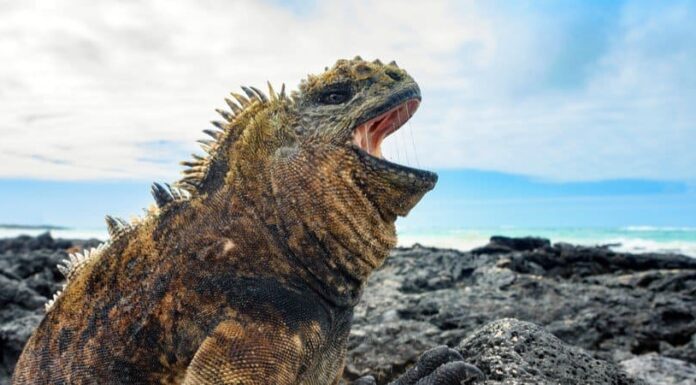 Iguana Marina
