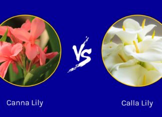 Canna Lily vs Calla Lily: quali sono le differenze?

