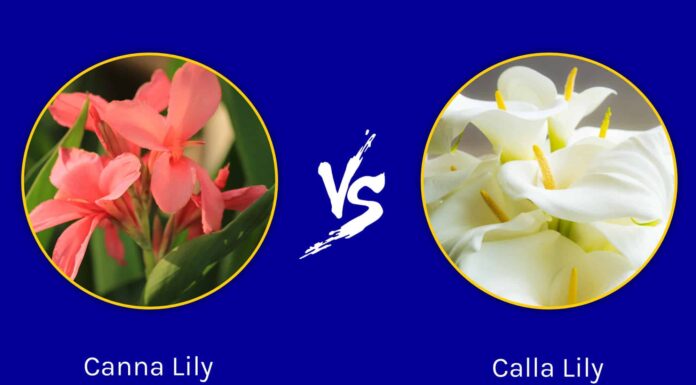 Canna Lily vs Calla Lily: quali sono le differenze?
