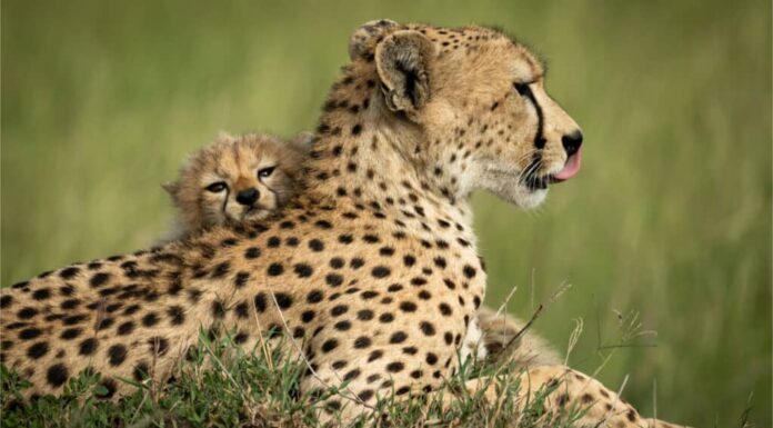Guarda una madre ghepardo che insegue un leopardo maschio come se niente fosse
