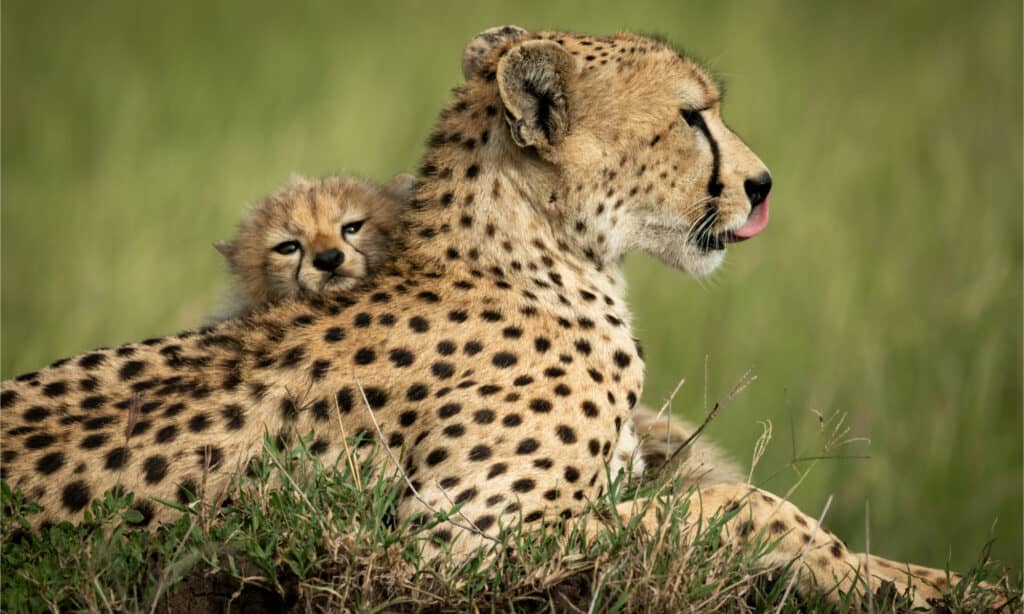 Un ghepardo e un cucciolo che si rilassano nell'erba
