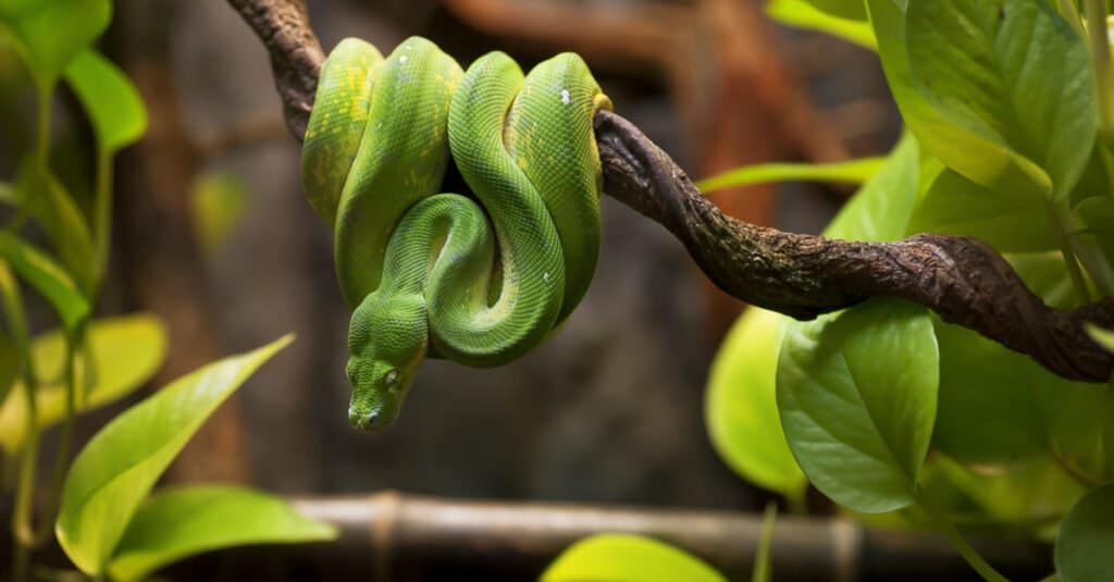 serpente verde avvolto intorno all'arto