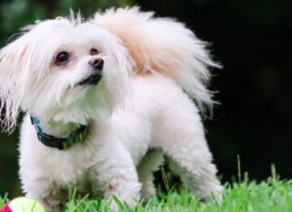 a Maltipoo running down the road