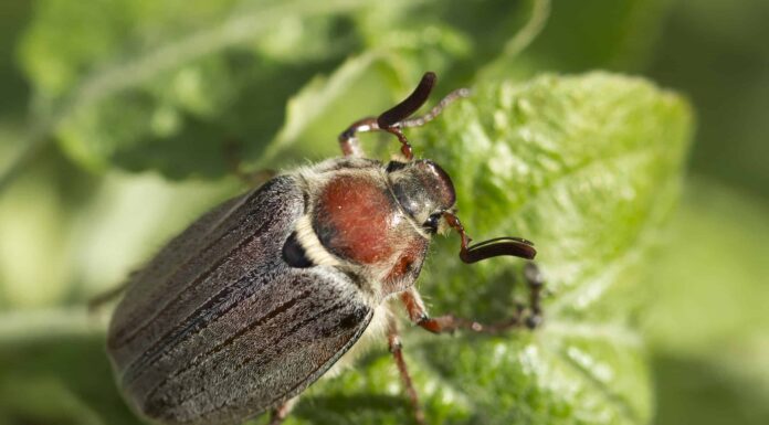 Maggio Beetle
