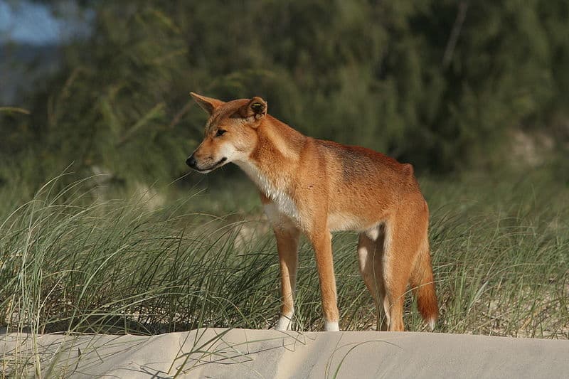 Dingo maschio (Canis lupus dingo)