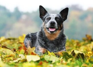 10 incredibili fatti sui cani da bestiame australiani
