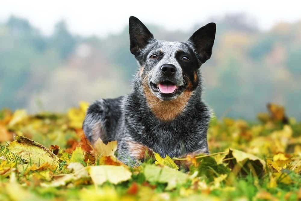 corgi americano contro corgi da cowboy