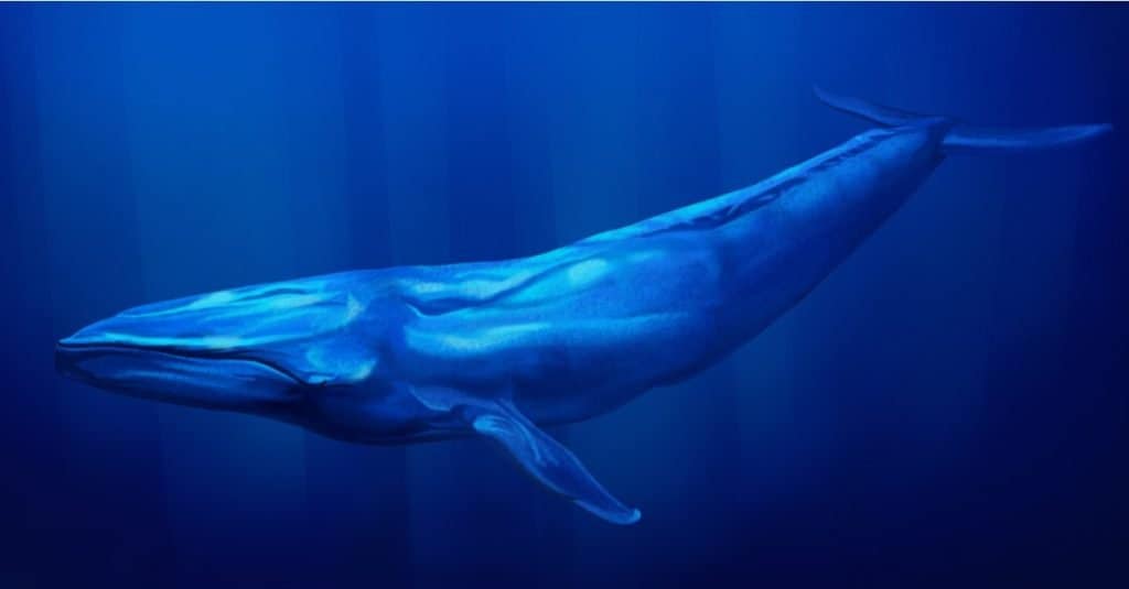 Blue Whale sott'acqua con la luce del sole che scende dalla superficie sopra