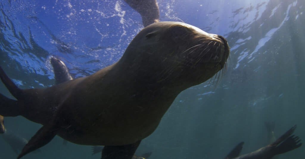La foca più grande è il leone marino sudamericano