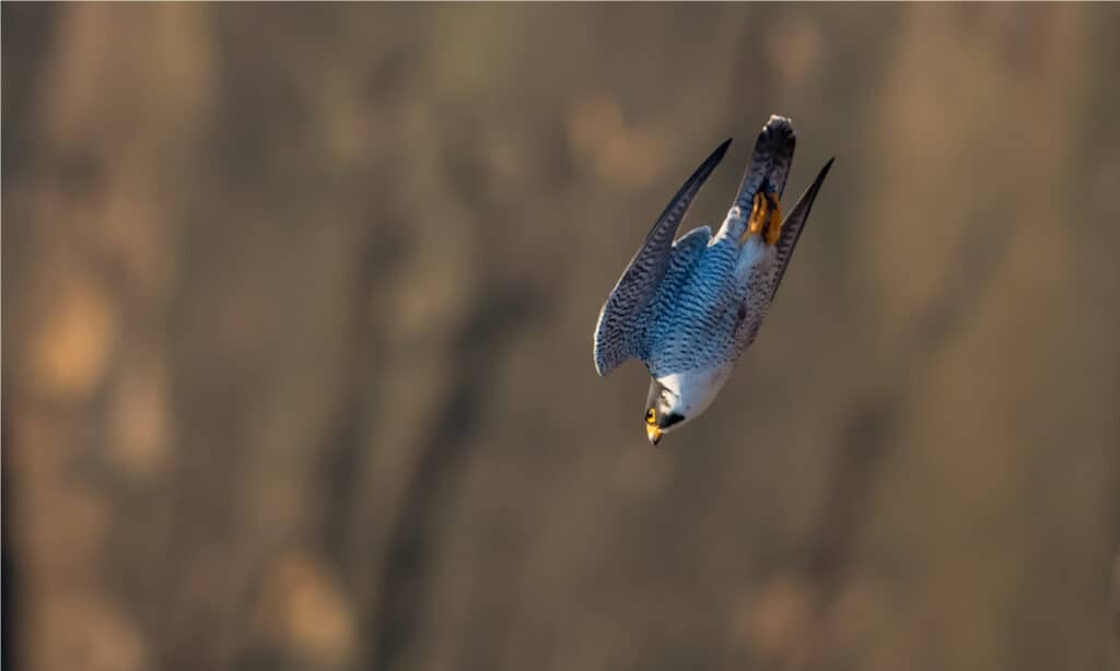 Falco pellegrino nel New Jersey