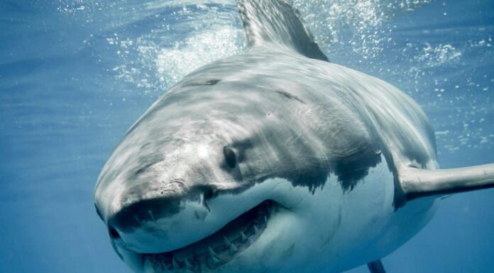 Grande velocità del bianco: quanto sono veloci i grandi squali bianchi?
