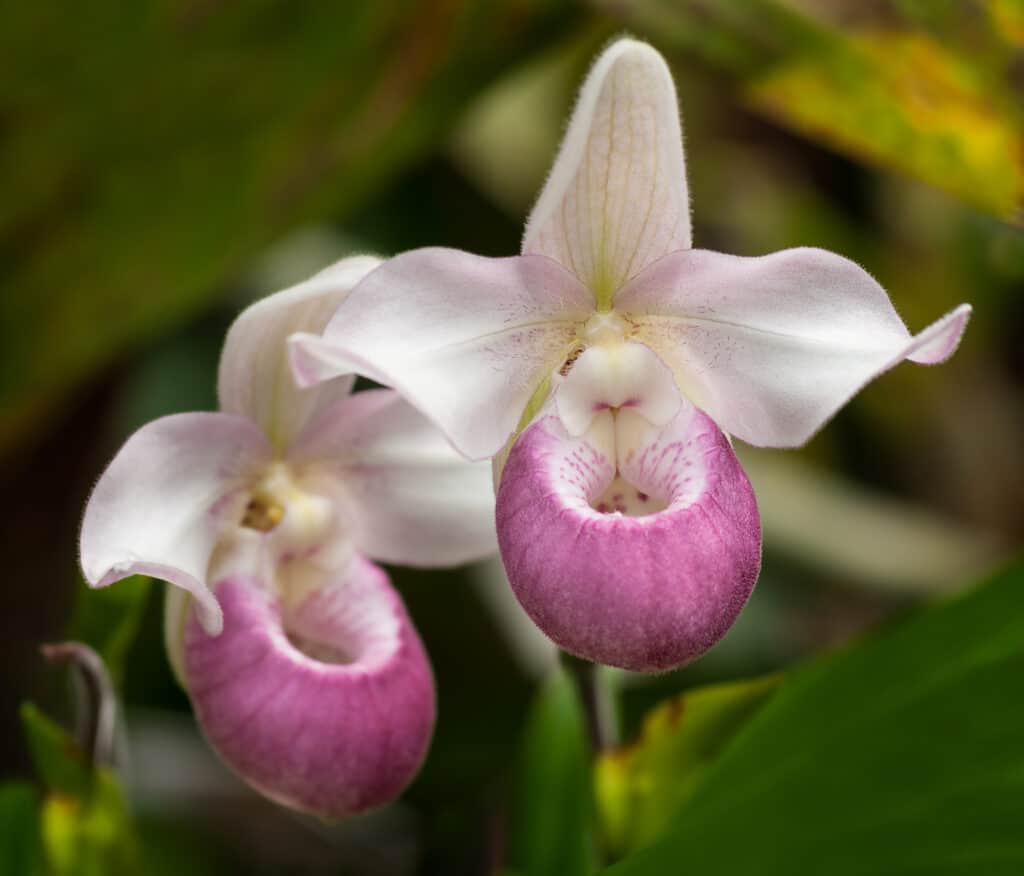 Le orchidee indoor temperate in genere necessitano di un'esposizione al freddo all'aperto
