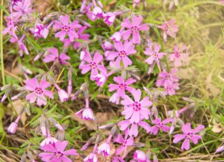 5 fiori perenni rosa
