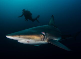 Gli squali pinna nera sono pericolosi o aggressivi?
