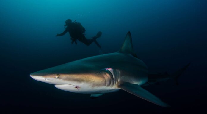 Gli squali pinna nera sono pericolosi o aggressivi?
