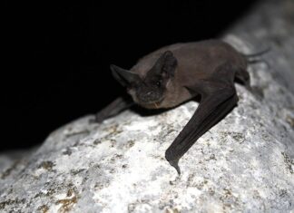 Pipistrello messicano dalla coda libera
