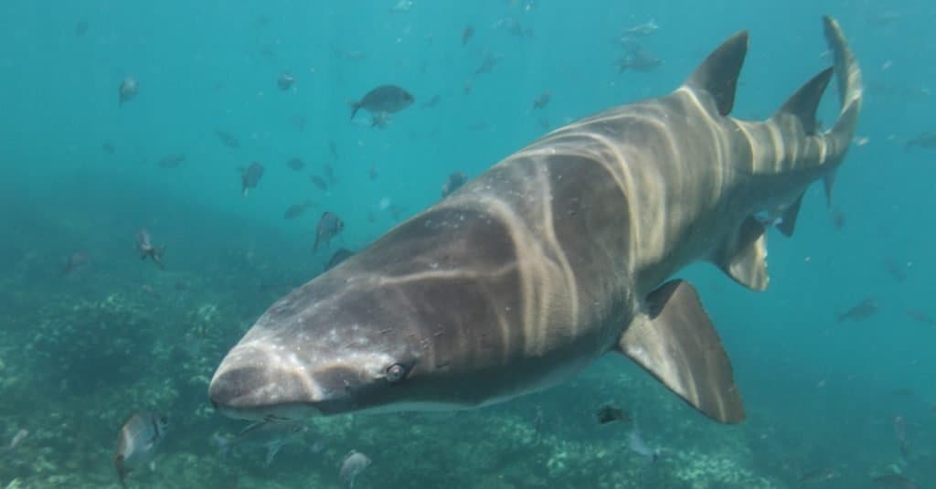 Squalo tigre di sabbia o squalo nutrice grigio o squalo dentellato maculato, Carcharias taurus, Capo Infanta, Sud Africa, Oceano Indiano