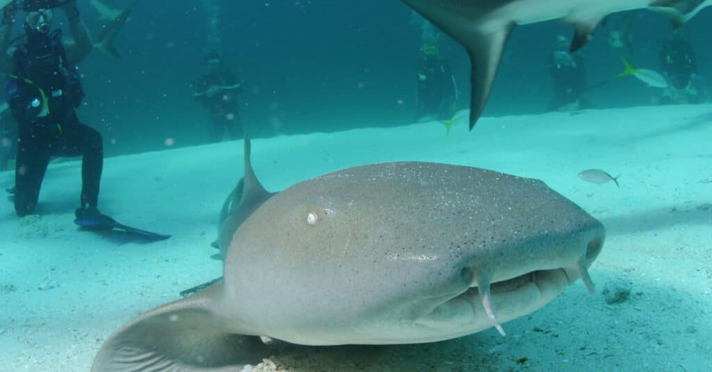 Denti di squalo nutrice - Squalo nutrice