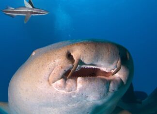 Gli squali nutrice sono pericolosi o aggressivi?
