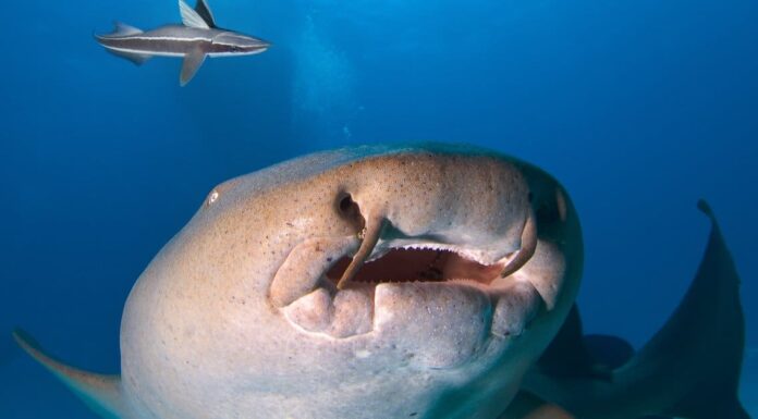 Gli squali nutrice sono pericolosi o aggressivi?
