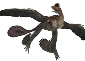 Microraptor
