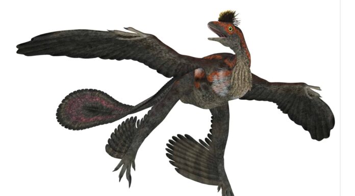 Microraptor
