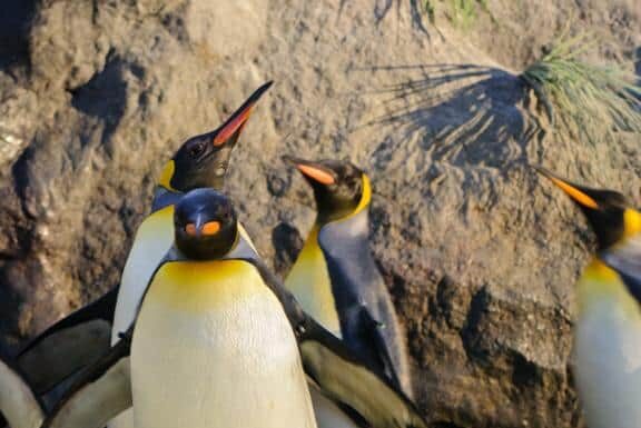 10 fatti incredibili sui pinguini imperatori
