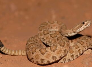 Midget Faded Rattlesnake showing rattle