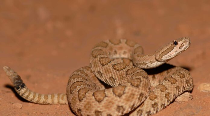 Midget Faded Rattlesnake showing rattle