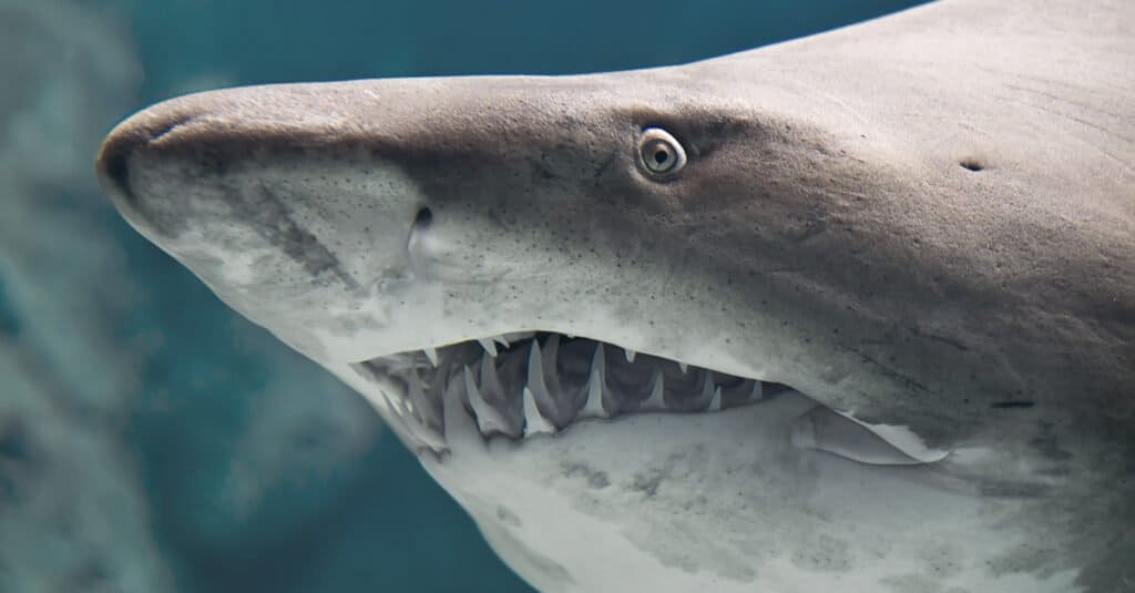 Cosa mangiano gli squali toro - faccia da vicino