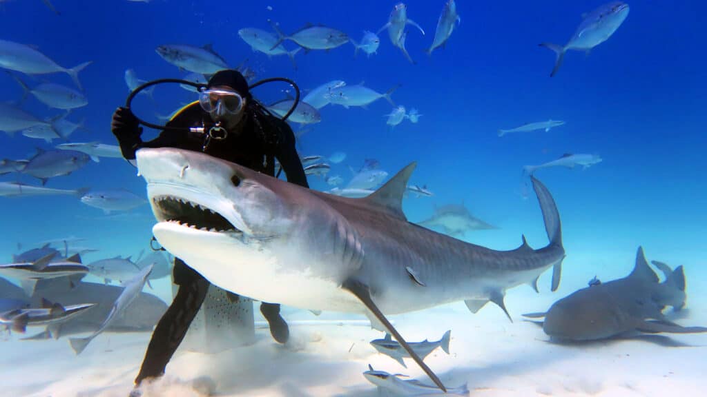donna che ha rimosso 300 ami da pesca dalle bocche degli squali
