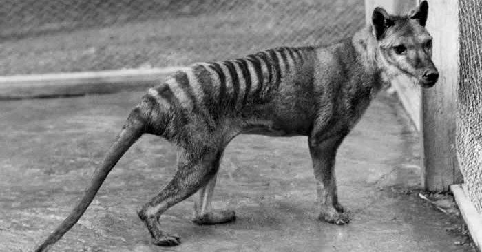 Immagine di un giovane maschio di tigre della Tasmania, tilacino, allo zoo di Hobart scattata da B Sheppard nel 1928. L'animale morì il giorno dopo essere stato fotografato.