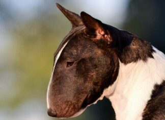 Miniatura Bull Terrier
