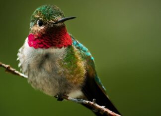 Quando è la stagione dei colibrì in Texas?
