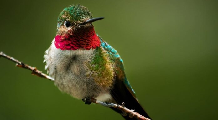 Quando è la stagione dei colibrì in Texas?
