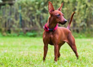 Pinscher in miniatura
