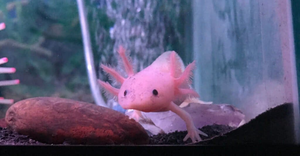axolotl leucistico