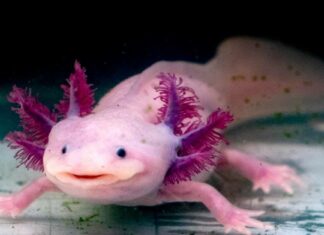 Gli Axolotl sono illegali in Texas?
